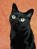 Close-Up of a Bombay Cat Photographie par D. Robotti