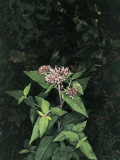 Close-Up of a Plant Photographic Print by M. Giovanoli