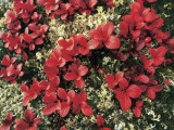 Close-Up of Saxifrage Flowers, Yukon, Canada Fotografisk trykk av F. Barbagallo Close-Up of Saxifrage Flowers, Yukon, Canada Fotografisk trykk av F. Barbagallo