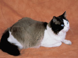 Close-Up of a Seal Bicolor Ragdoll Cat Photographie par D. Robotti