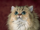 Close-Up of a Shaded Golden Persian Cat Photographie par D. Robotti