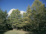 European Larch Trees on a Landscape (Larix Decidua) Photographic Print by P. Puccinelli