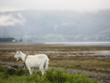 The Goat of Summer's Past Photographie par Dave G Kelly