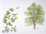 Maidenhair Tree (Ginkgo Biloba) Plant with Flower, Leaf and Seed, Illustration Photographic Print