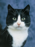 Close-Up of a Cat Photographie par D. Robotti