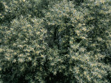 Devil Wood Tree in a Forest (Osmanthus Americanus) Photographic Print by R. Carnovalini
