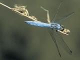 Close-Up of a Black-Tailed Skimmer (Orthetrum Cancellatum) Photographic Print by Christian Ricci