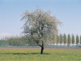 Apple Tree on a Landscape (Malus Pumila) Photographie par R. Sacco