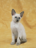 Close-Up of a Blue Point Siamese Kitten Photographie par D. Robotti
