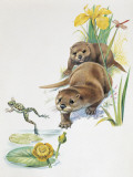 Close-Up of Two Otters Hunting for a Frog (Lutra Lutra) Photographic Print
