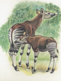 Close-Up of Okapi (Okapia Johnstoni) Photographic Print