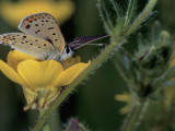 Close-Up of a Butterfly Pollinating a Flower Fotografie-Druck von Christian Ricci