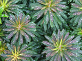 Water Drops on Plant with Spirally Arranged Leaves Photographic Print by Andrew Castellano