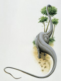 Seismosaurus Dinosaur Eating Leaves of a Tree (Jaxartosaurus Aralensis) Photographic Print