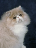 Close-Up of a Cream Persian Cat Photographie par D. Robotti