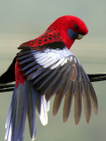 I Am So Pretty! Photographic Print by Denis Fox