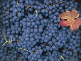 Close-Up of Sangiovese Grapes, Montalcino, Siena, Tuscany, Italy Photographic Print by V. Giannella