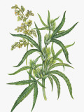 Close-Up of a Marijuana Plant (Cannabis Sativa) Fotografie-Druck