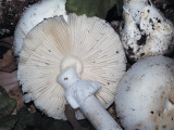 Close-Up of Destroying Angel Mushrooms (Amanita Verna) Photographic Print by P. Puccinelli