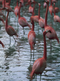 Flock of Flamingos in a Lake, Orlando, Florida, Usa (Phoenicopterus) Photographic Print by W. Buss