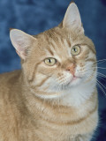 Close-Up of a Red Mackerel Tabby Cat Photographie par D. Robotti