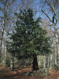 English Yew in a Forest (Taxus Baccata) Photographic Print by P. Puccinelli