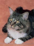 Close-Up of a Brown Tabby Blotched Cat Photographie par D. Robotti