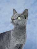 Close-Up of a Korat Cat Photographie par D. Robotti