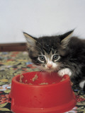 Close-Up of a Kitten Eating in a Bowl Photographie par D. Robotti