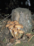 Close-Up of Honey Fungus Mushrooms (Armillaria Mellea) Photographic Print by P. Puccinelli