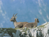 Low Angle View of Two Alpine Ibexes, Jof Di Montasio, Friuli-Venezia Giulia, Italy (Capra Ibex) Photographic Print by R. Carnovalini