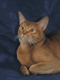 Close-Up of a Red Abyssinian Cat Photographie par D. Robotti