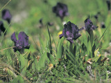 Close-Up of Dwarf Iris Flowers (Iris Chamaeiris) Photographic Print by R. Carnovalini
