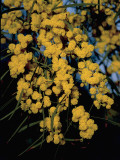 Close-Up of Flowers on Silver Wattle Tree (Acacia Dealbata) Photographic Print by R. Carnovalini