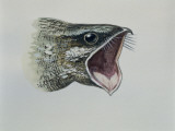 Close-Up of an Eurasian Nightjar (Caprimulgus Europaeus) Photographic Print
