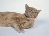 Close-Up of a Tabby Cat Resting Photographie par D. Robotti