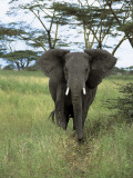 African Elephant Walking in the Forest, Serengeti National Park, Tanzania (Loxodonta Africana) Photographic Print by De Agostini