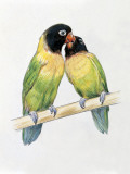 Close-Up of a Pair of Masked Lovebirds Perching on a Branch Photographic Print