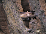 High Angle View of an Eleonora's Falcon Between Rocks (Falco Eleonorae ) Photographic Print by D.M. Rossi