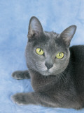 Close-Up of a Korat Cat Photographie par D. Robotti
