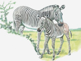 Close-Up of a Burchells Zebra with its Colt in a Field (Equus Burchelli) Photographic Print
