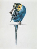 Close-Up of a Budgerigar Perching on a Branch and Scratching its Head (Melopsittacus Undulatus) Photographic Print