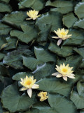 High Angle View of White Lotus in a Pond, Alto Adige, Italy (Nymphaea Alba) Photographic Print by R. Carnovalini