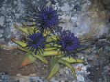 High Angle View of a Plant on the Rock, Egadi Islands, Marettimo Island, Sicily, Italy Fotografisk trykk av F. Barbagallo High Angle View of a Plant on the Rock, Egadi Islands, Marettimo Island, Sicily, Italy Fotografisk trykk av F. Barbagallo