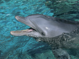 Close-Up of a Bottle-Nosed Dolphin Swimming in Water, Orlando, Florida, Usa (Tursiops Truncatus) Fotografisk trykk av W. Buss Close-Up of a Bottle-Nosed Dolphin Swimming in Water, Orlando, Florida, Usa (Tursiops Truncatus) Fotografisk trykk av W. Buss