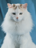 Close-Up of a Turkish Van Cat Photographie par D. Robotti
