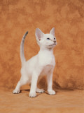 Close-Up of a Lilac Point Siamese Cat Photographie par D. Robotti