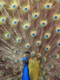 Florida, West Palm Beach, a Peacock Shows Off His Plumage Photographic Print by Bruce Bennett