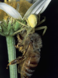 Close-Up of a Crab Spider (Misumena Vatia) and a Bee on a Daisy Flower Fotografie-Druck von Christian Ricci