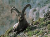 Close-Up of an Alpine Ibex, Jof Di Montasio, Friuli-Venezia Giulia, Italy (Capra Ibex) Photographic Print by R. Carnovalini